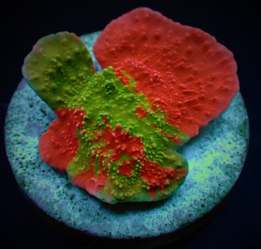 Montipora foliosa Grafted – Frag kopen voor SPS reef aquaria ReefBucket