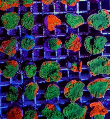 Montipora foliosa Grafted – Frag kopen voor SPS reef aquaria ReefBucket