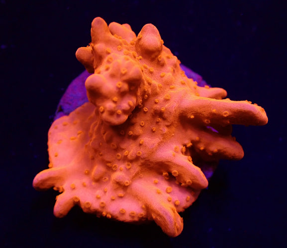 Montipora setosa – Frag kopen voor SPS reef aquaria ReefBucket