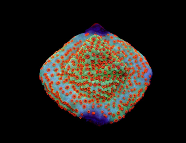 Montipora spp. – Reverse Sunset (Frag) ReefBucket