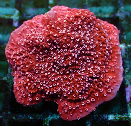 Montipora spp. (Snow Cap) – Frag ReefBucket