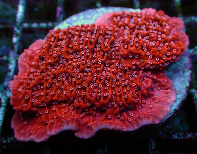 Montipora spp. (Snow Cap) – Frag ReefBucket