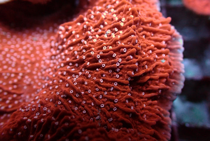 Montipora spp. (Snow Cap) – Frag ReefBucket