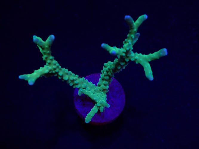 Anacropora Yellow-Green – Frag kopen voor SPS reef aquaria ReefBucket