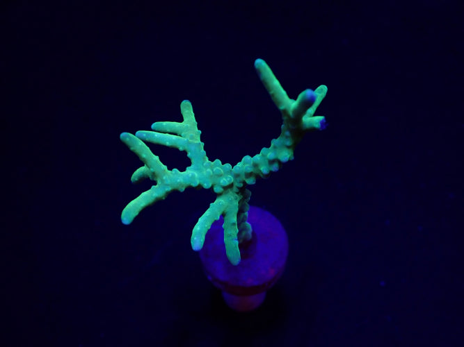 Anacropora Yellow-Green – Frag kopen voor SPS reef aquaria ReefBucket