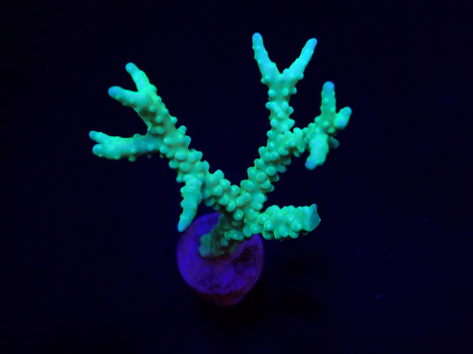 Anacropora Yellow-Green – Frag kopen voor SPS reef aquaria ReefBucket