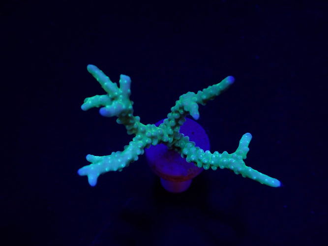 Anacropora Yellow-Green – Frag kopen voor SPS reef aquaria ReefBucket