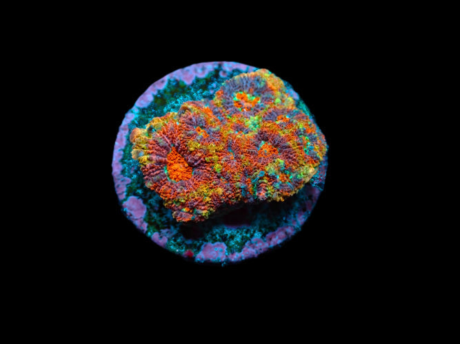 Micromussa – Frag kopen voor LPS reef aquaria ReefBucket