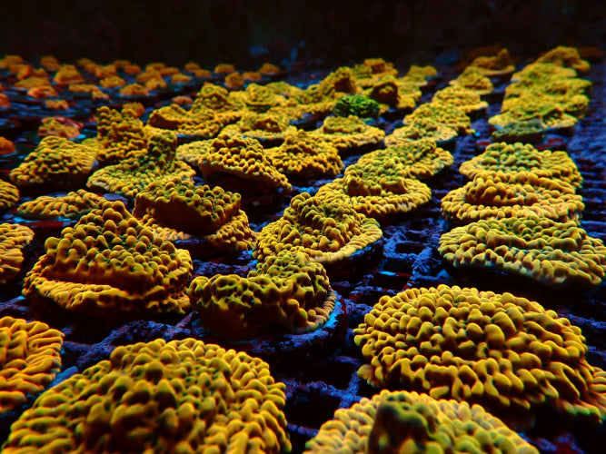 Montipora danae – Ultra (Frag) ReefBucket