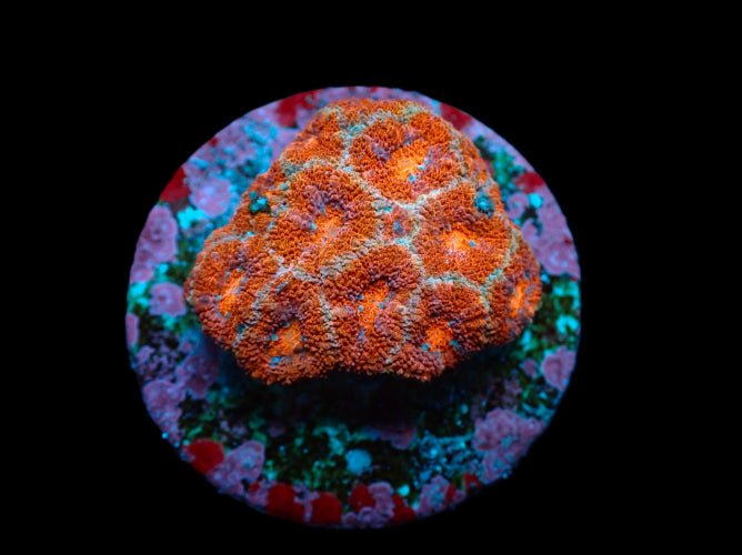 Micromussa – Frag kopen voor LPS reef aquaria ReefBucket
