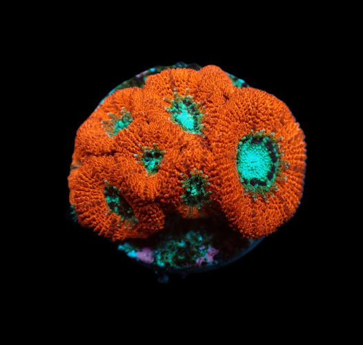 Micromussa – Frag kopen voor LPS reef aquaria ReefBucket