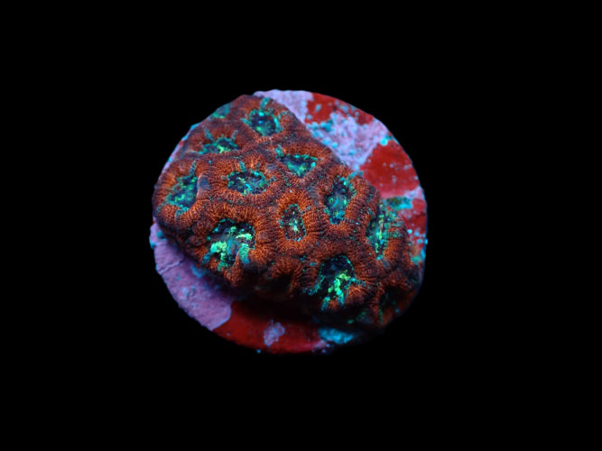 Micromussa – Frag kopen voor LPS reef aquaria ReefBucket