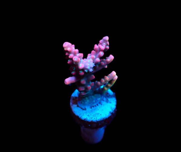 Acropora dendrum – Frag kopen voor SPS reef aquaria ReefBucket