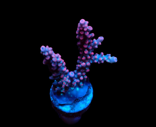 Acropora dendrum – Frag kopen voor SPS reef aquaria ReefBucket
