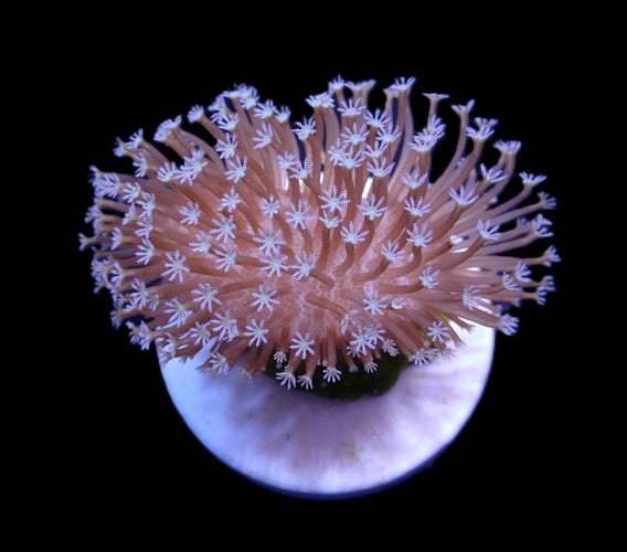 Sarcophyton ehrenbergi (Weeping Willow) – Frag ReefBucket