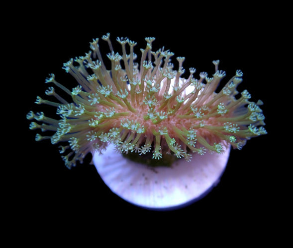 Sarcophyton ehrenbergi (Weeping Willow) – Frag ReefBucket