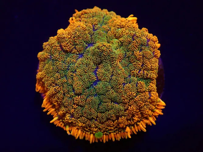 Rhodactis Grafted Orange x Green kopen – mushroom coral | ReefBucket ReefBucket
