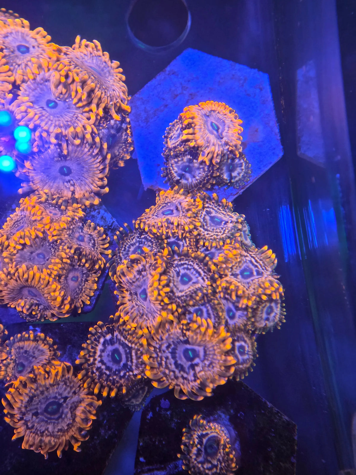 Achetez Zoanthus Utter Chaos – zoanthus haut de gamme aux couleurs explosives | ReefBucket 