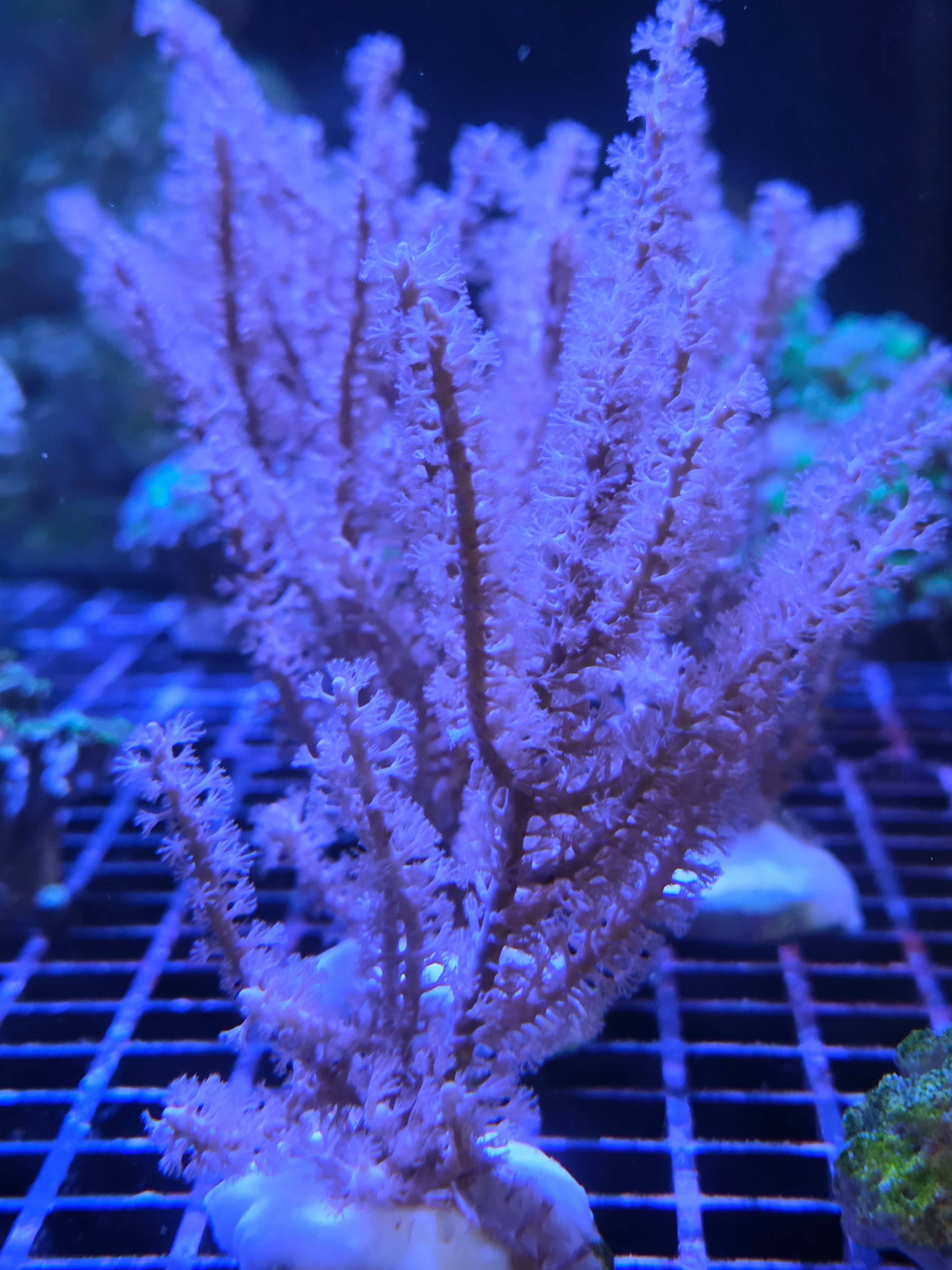 Antillogorgia acerosa kopen – photosynthetische gorgoon | ReefBucket ReefBucket