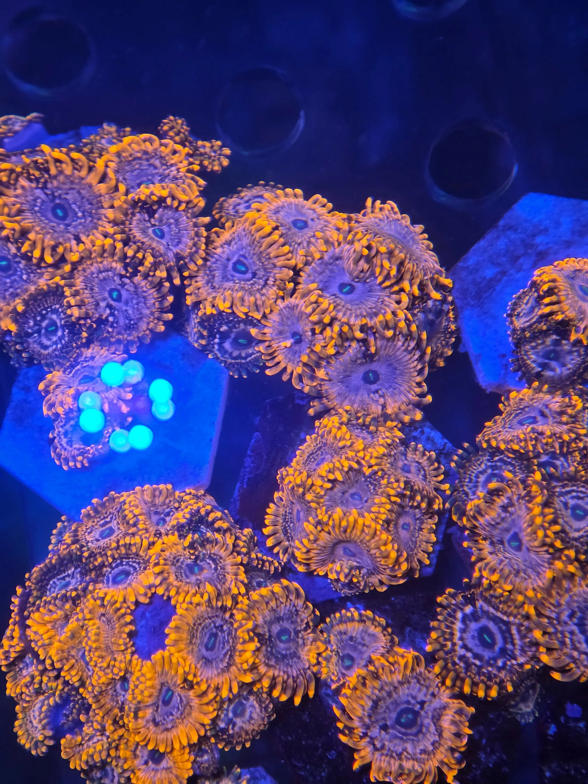 Achetez Zoanthus Utter Chaos – zoanthus haut de gamme aux couleurs explosives | ReefBucket 