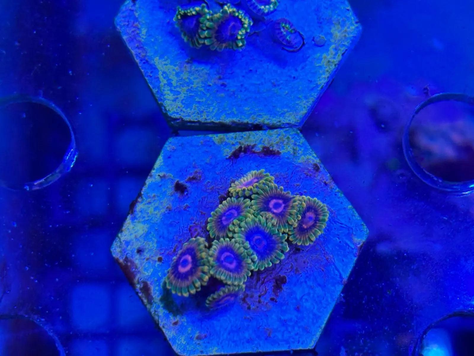 ReefBucket 4-in-1 Koraal Foto Lens – perfecte foto’s onder blauw licht ReefBucket