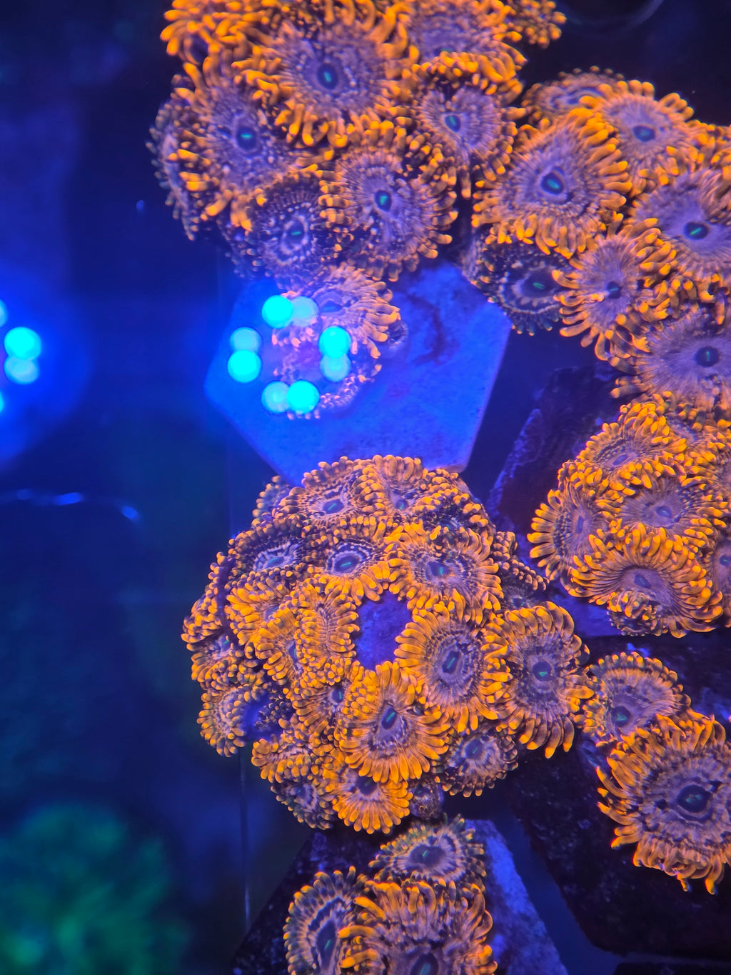 Achetez Zoanthus Utter Chaos – zoanthus haut de gamme aux couleurs explosives | ReefBucket 