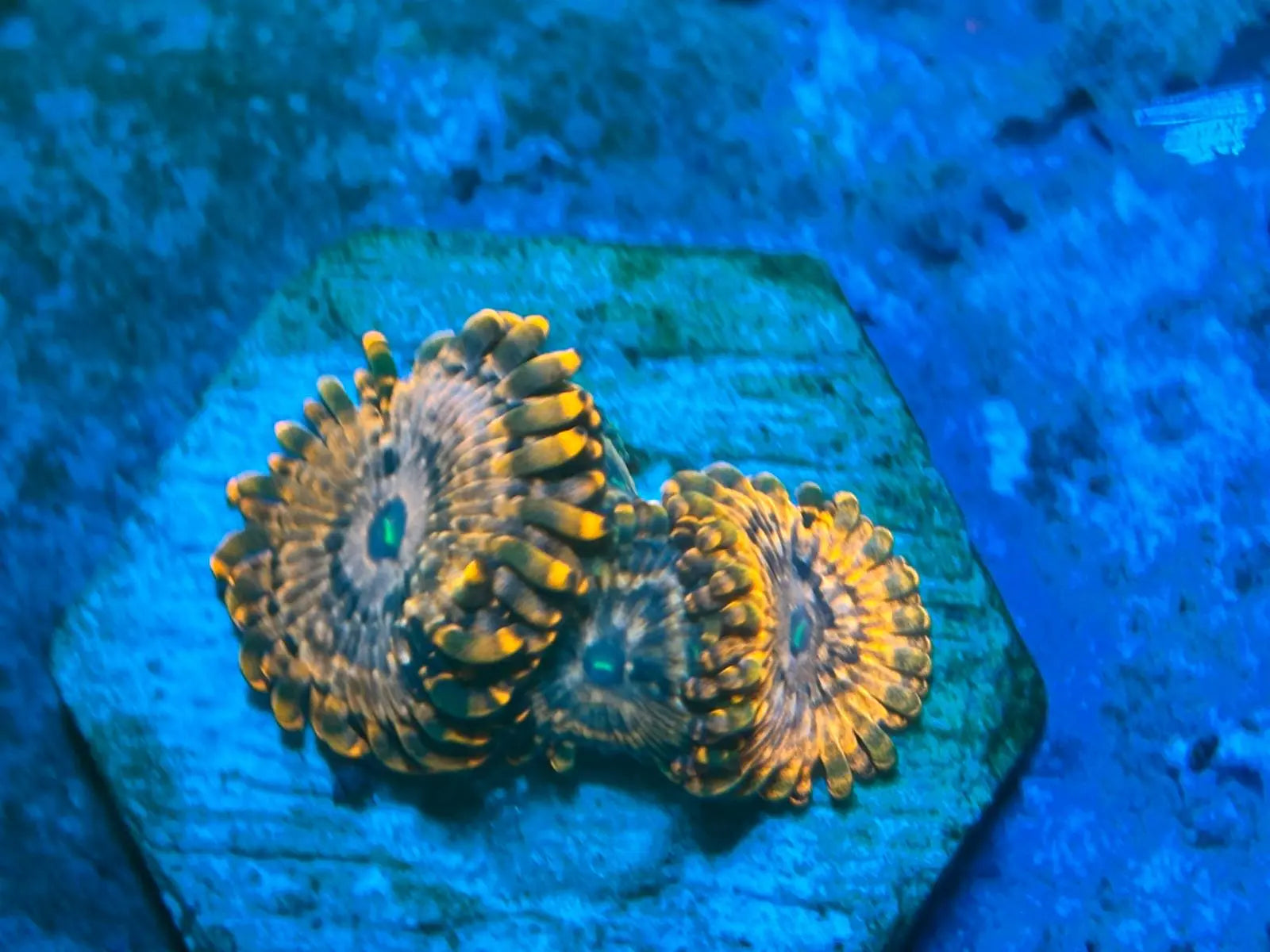 Zoanthus Utter Chaos kopen – high-end zoa met explosieve kleuren | ReefBucket ReefBucket