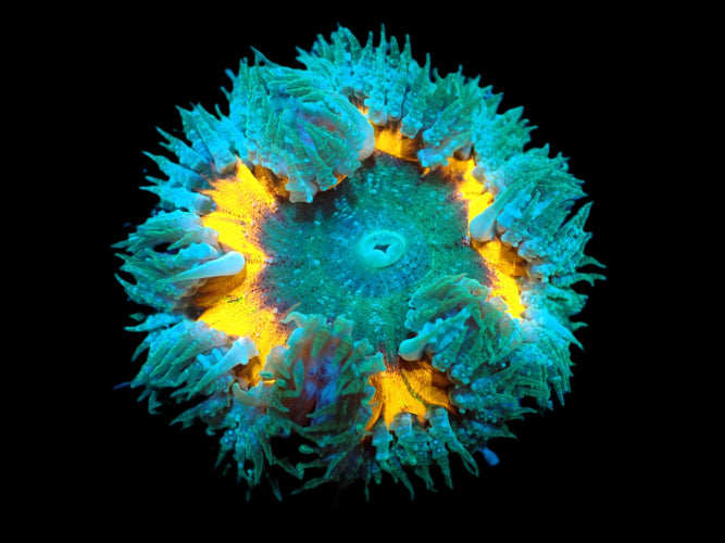 Epicystis crucifer (Ultra) kopen ReefBucket