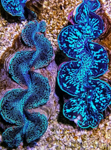 Tridacna maxima (Blue) – Doopvontschelp ReefBucket