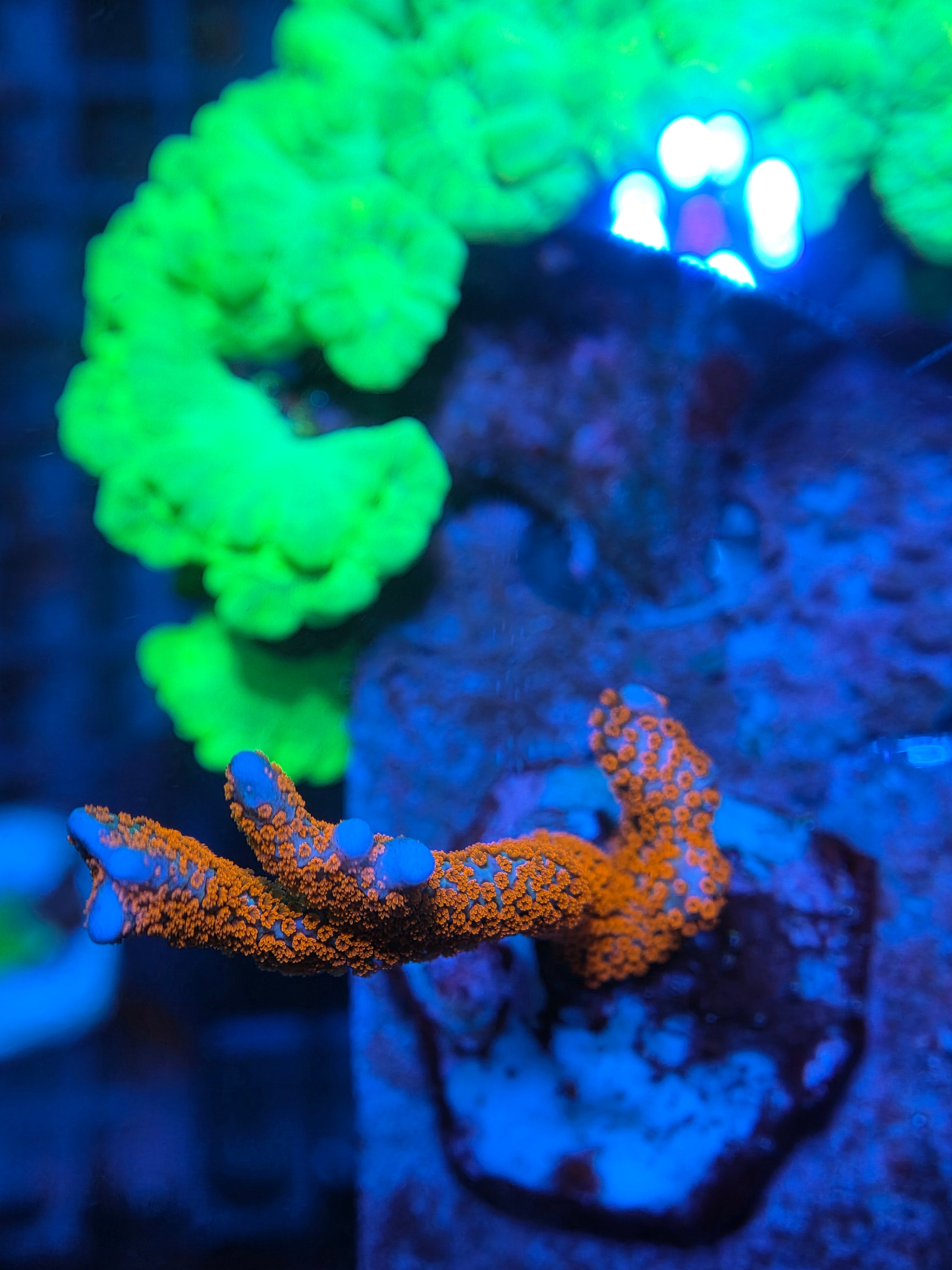 Montipora digitata Samarensis High Red kopen – fel rood SPS koraal ReefBucket