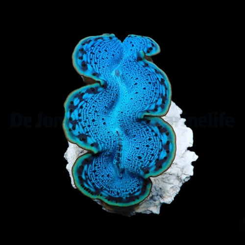 Tridacna maxima (Blue) – Doopvontschelp ReefBucket