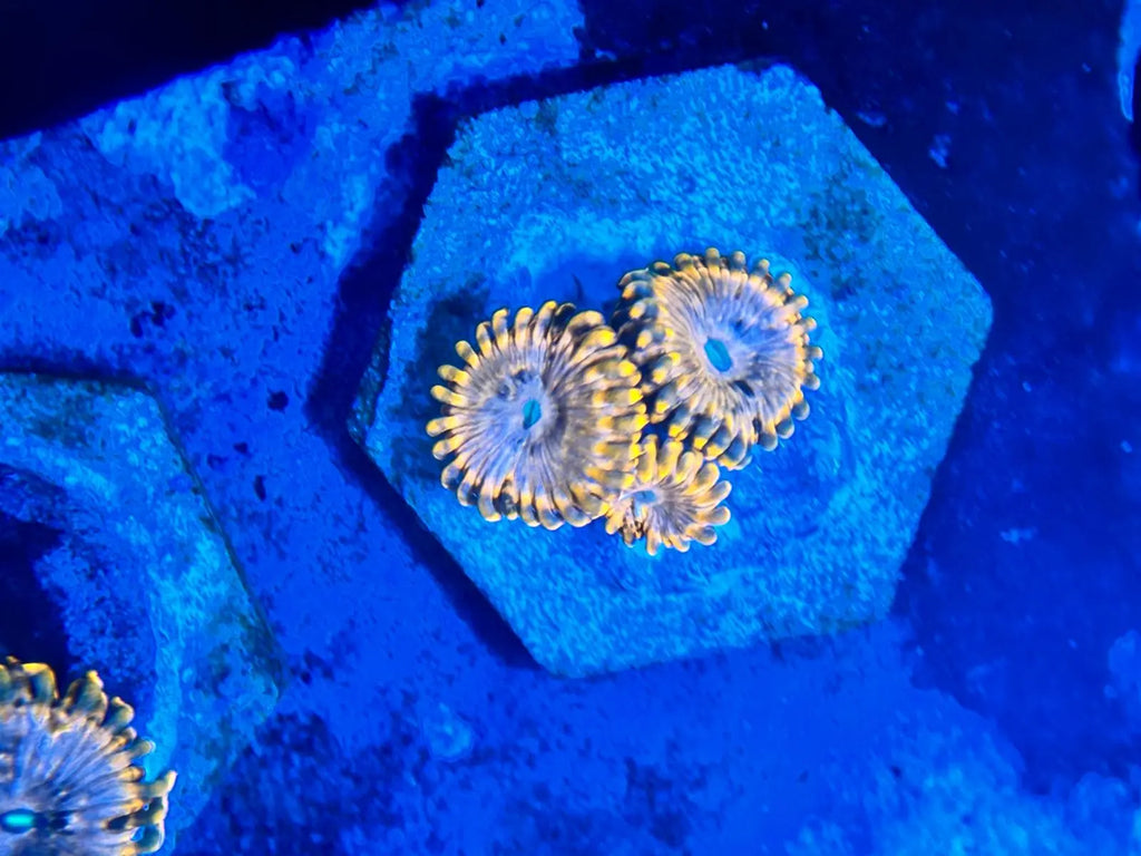Zoanthus Utter Chaos kopen – high-end zoa met explosieve kleuren | ReefBucket ReefBucket