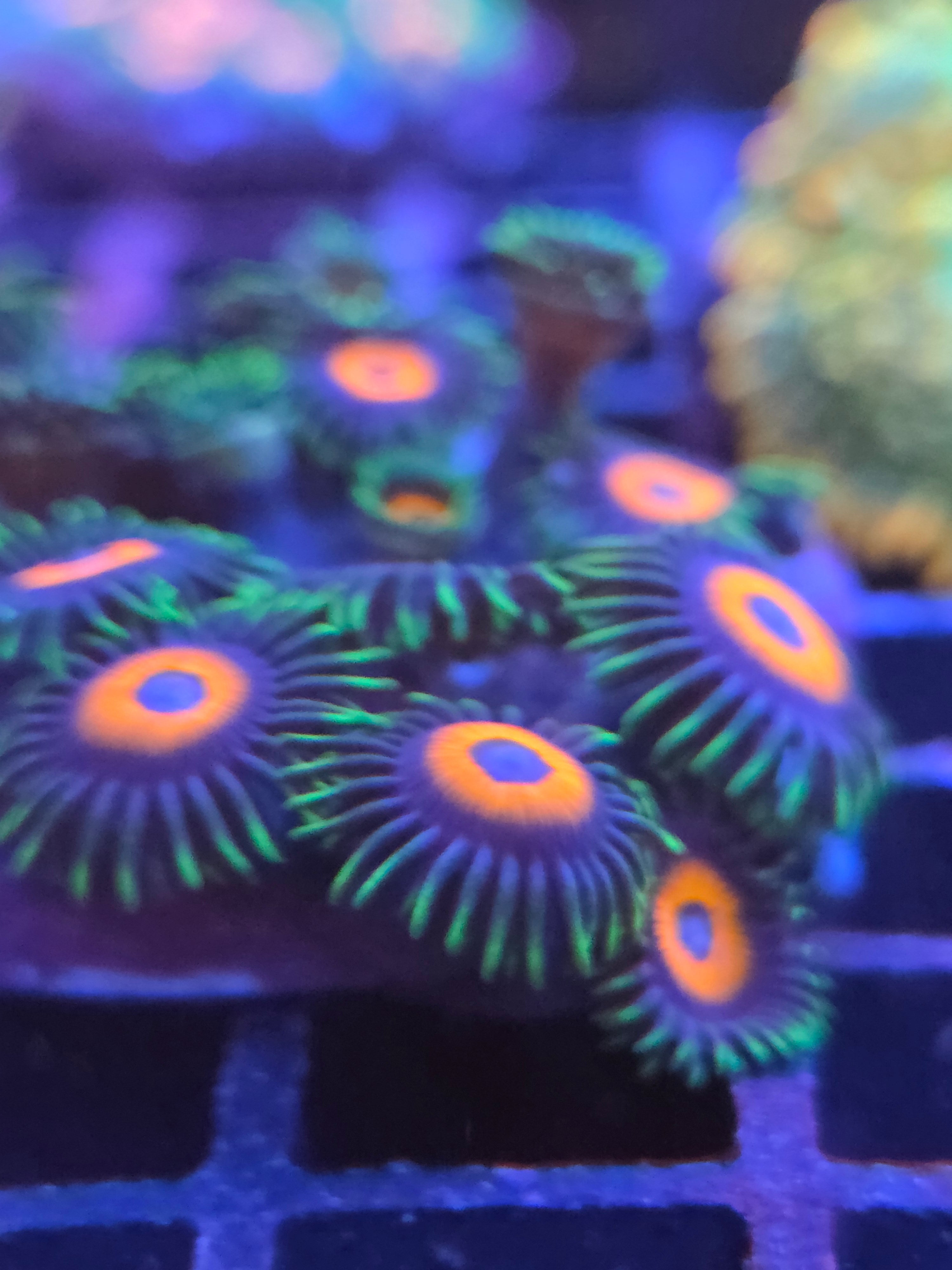 Zoanthus Eagle Eye kopen – klassieker met felgroene rand | ReefBucket ReefBucket