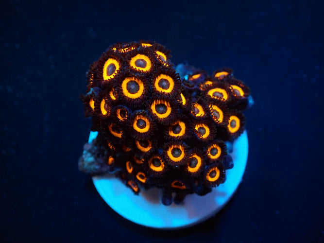 Zoanthus Johnny Pumpkin frag kopen – WYSIWYG button polyps ReefBucket ReefBucket