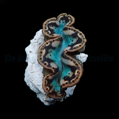 Tridacna maxima (Yellow-Gold) – Doopvontschelp ReefBucket