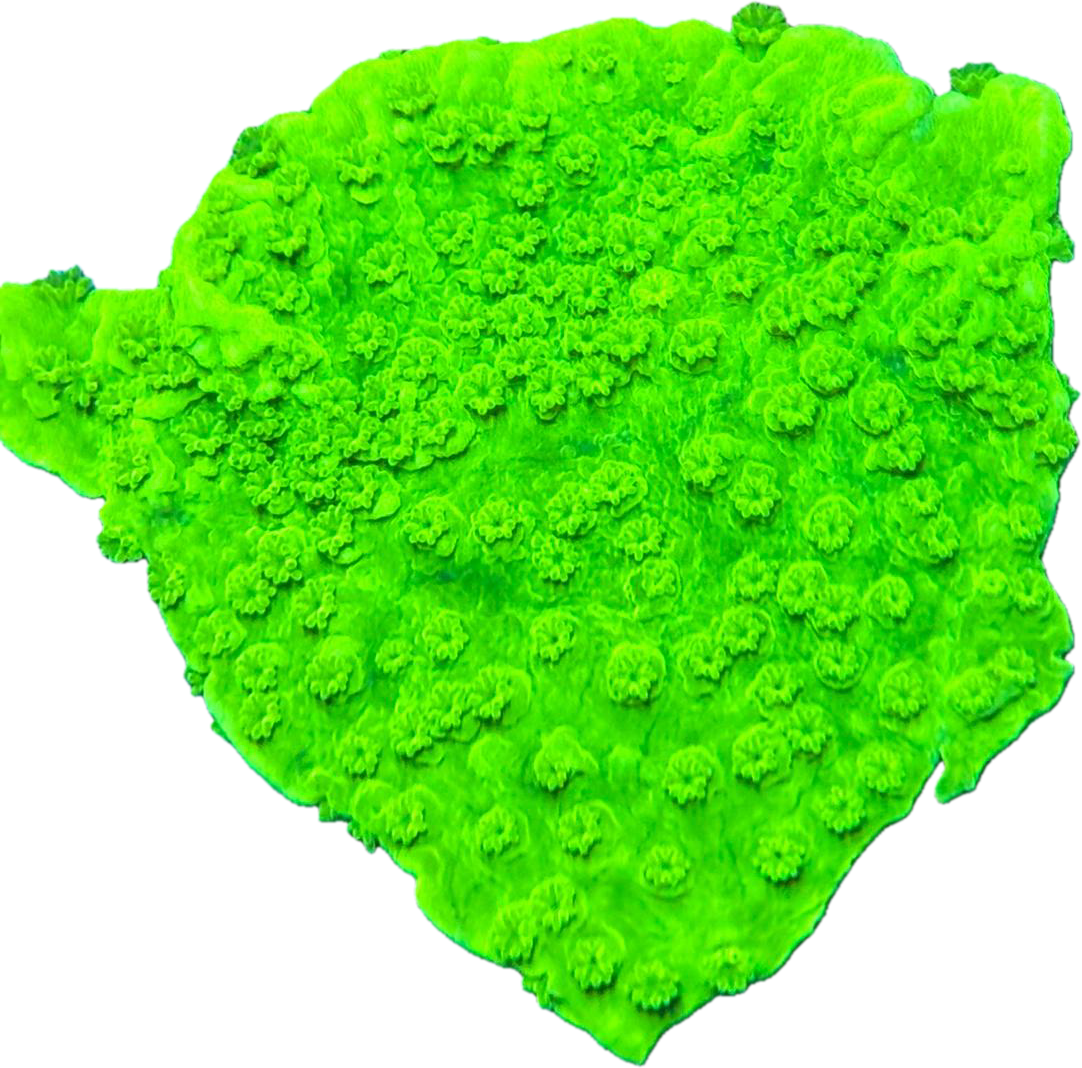 Montipora capricornus Neon Green kopen – plating SPS koraal ReefBucket