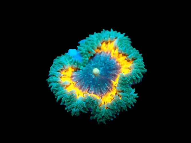 Epicystis crucifer (Ultra) kopen ReefBucket