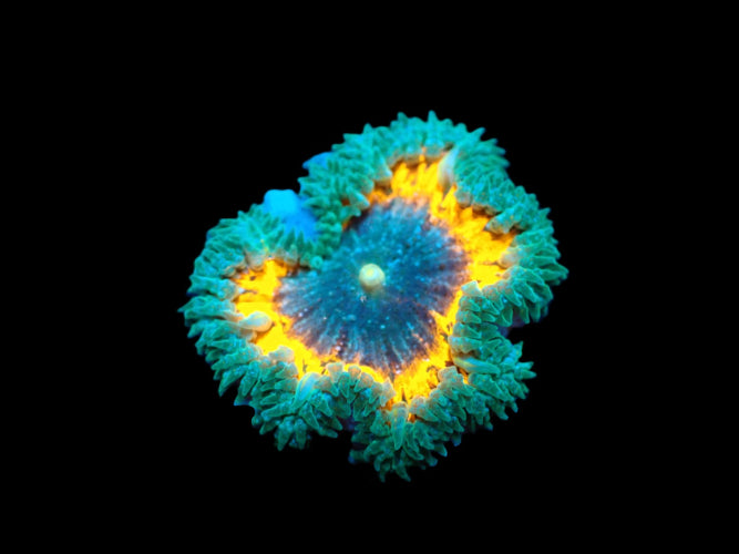 Epicystis crucifer (Ultra) kopen ReefBucket