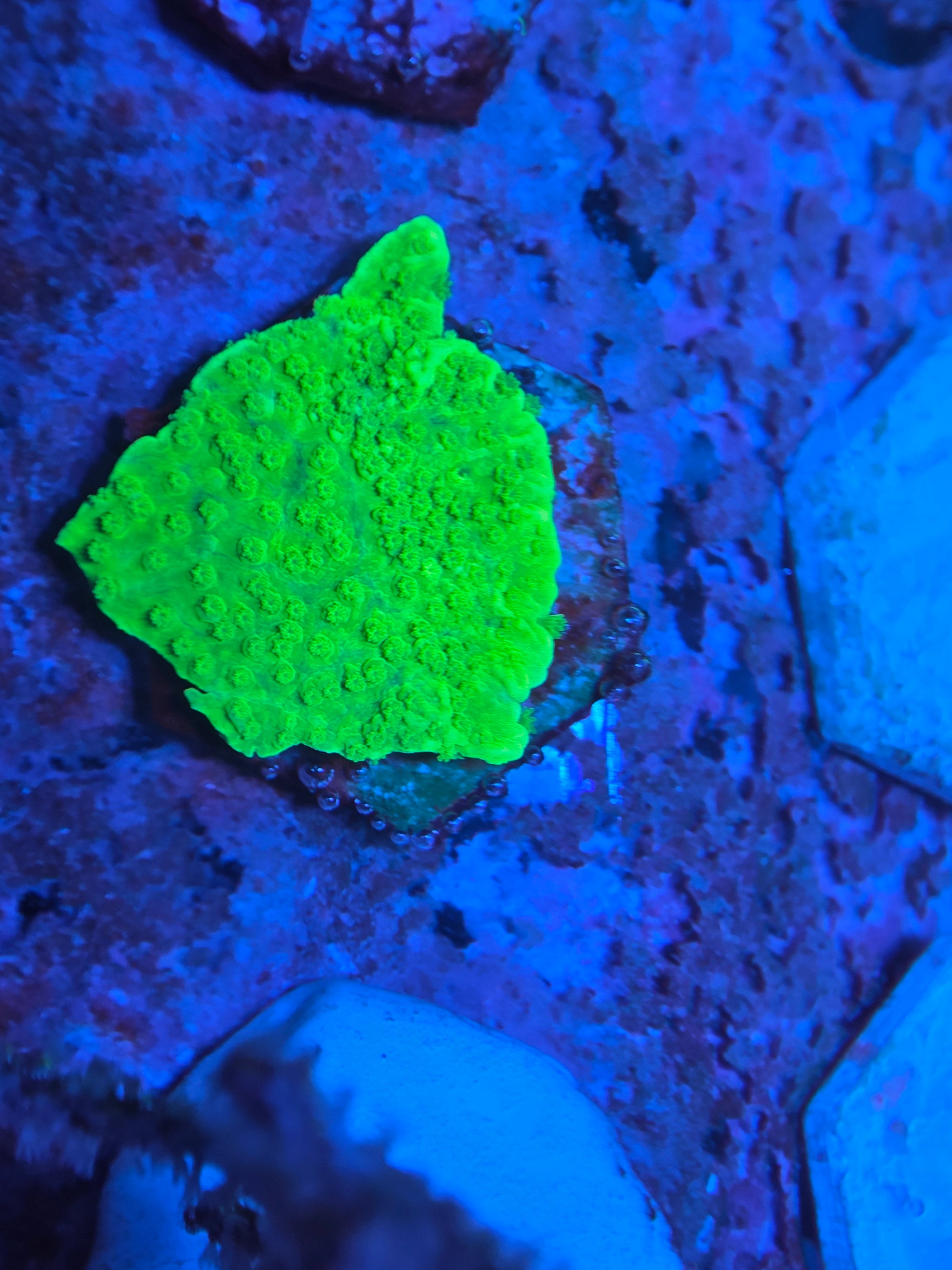 Montipora capricornus Neon Green kopen – plating SPS koraal ReefBucket