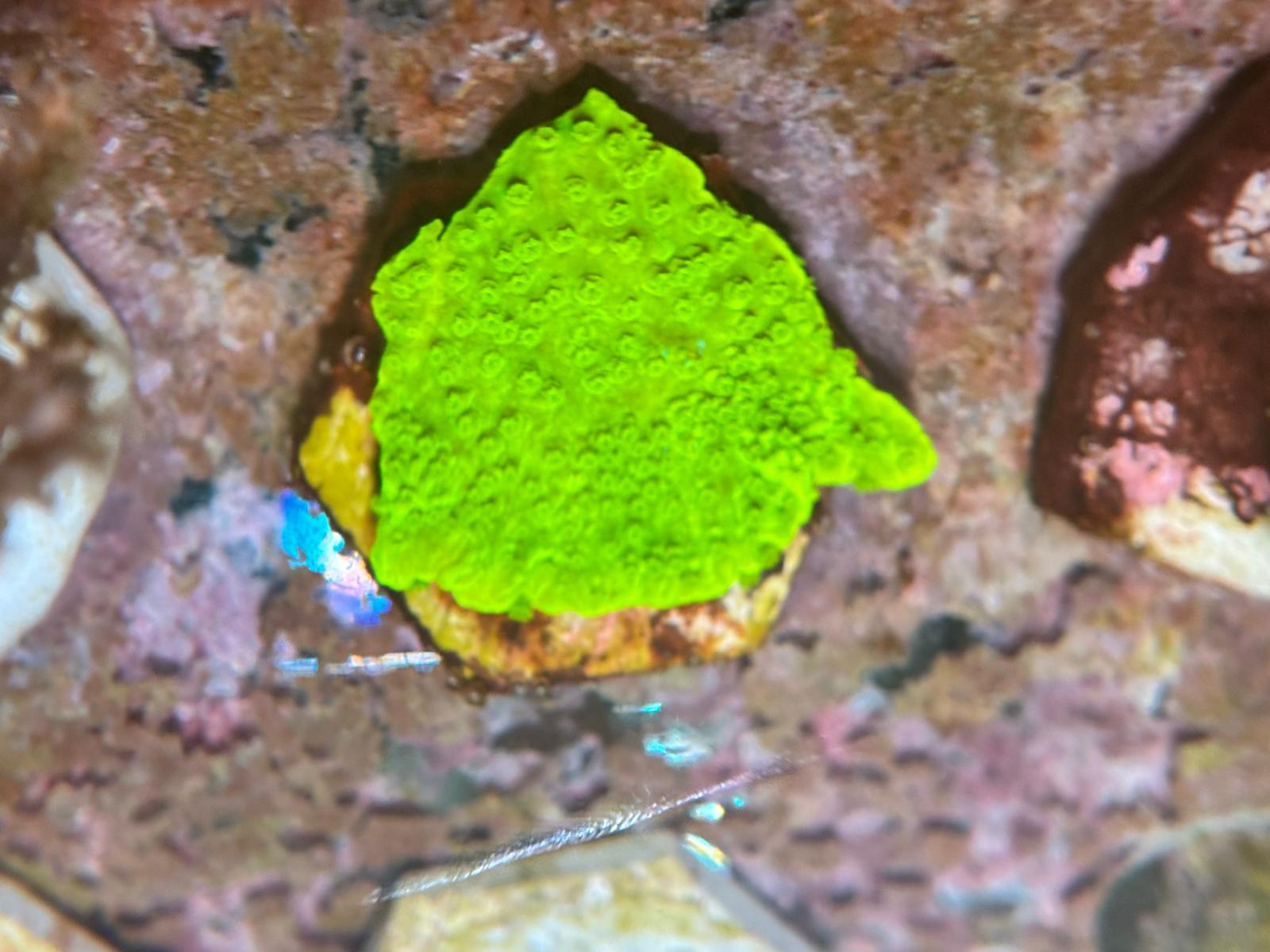 Montipora capricornus Neon Green kopen – plating SPS koraal ReefBucket