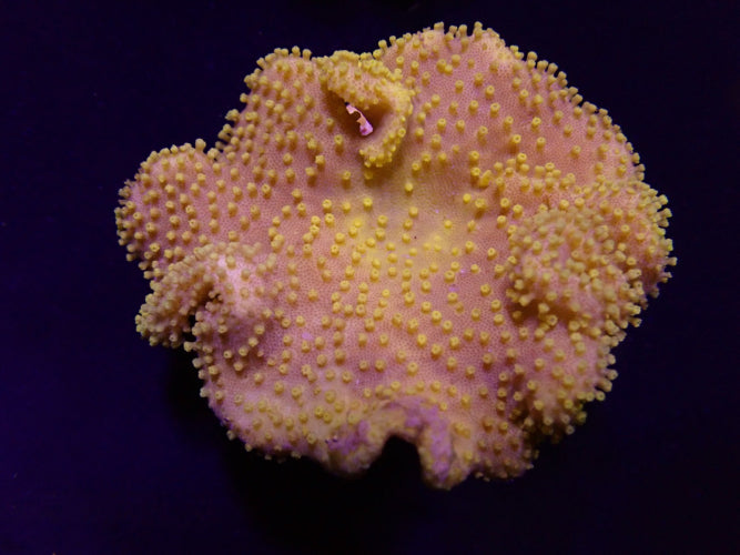 Sarcophyton spp. (Yellow) – Fiji–Tonga ReefBucket