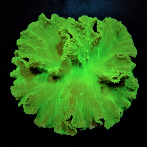 Sinularia dura (Green) – Soft Coral ReefBucket