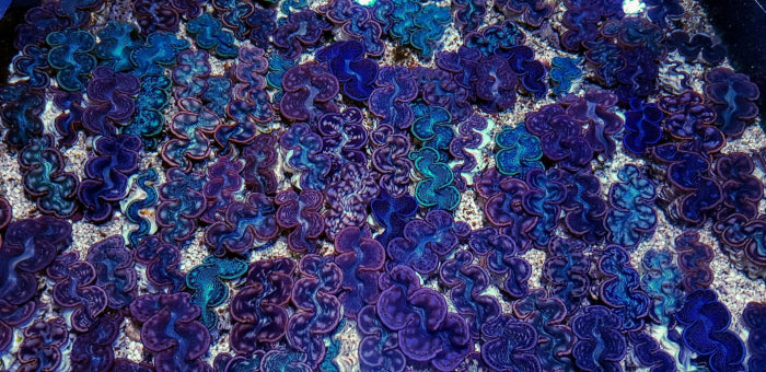 Tridacna maxima (Blue) – Doopvontschelp ReefBucket