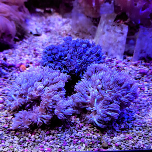 Xenia spp. (Pulsing Xenia) ReefBucket