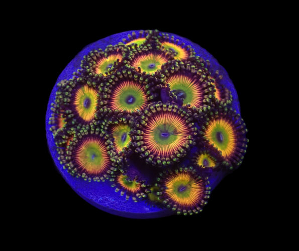 Zoanthus spp. – Candy Apple Green ReefBucket