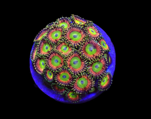 Zoanthus spp. – Candy Apple Green ReefBucket