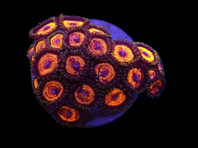 Zoanthus sp. (Ultra) ReefBucket