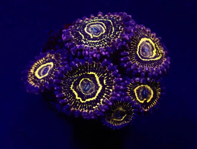 Zoanthus Stratosphere kopen – High-end zoanthus voor jouw rif | ReefBucket ReefBucket